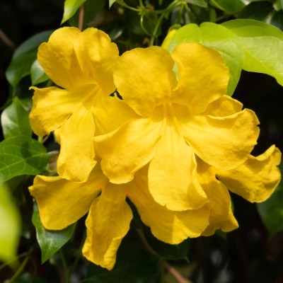 Yellow flower in India